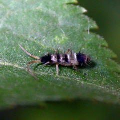 Orchesella spectabilis