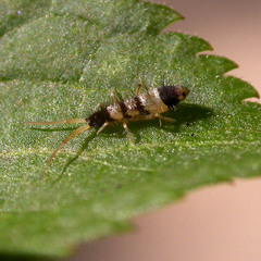 Orchesella spectabilis