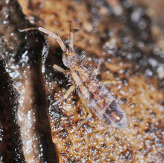 Orchesella spectabilis