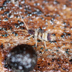 Orchesella spectabilis