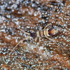Orchesella spectabilis