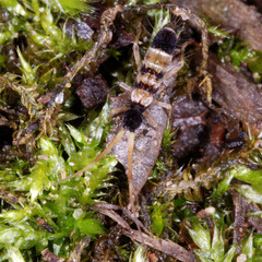 Orchesella spectabilis