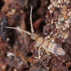 Orchesella spectabilis