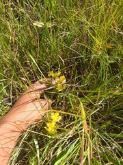 Alectra sessiliflora