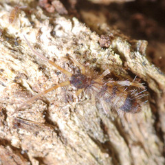 Orchesella spectabilis
