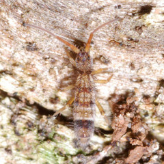 Orchesella spectabilis