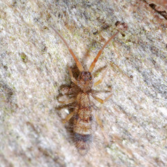 Orchesella spectabilis