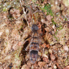 Orchesella spectabilis