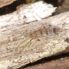 Orchesella spectabilis