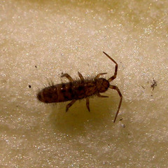 Orchesella villosa