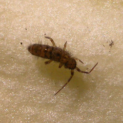 Orchesella villosa