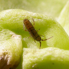 Orchesella villosa