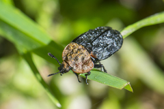 Oiceoptoma thoracicum