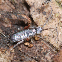 Pogonognathellus flavescens