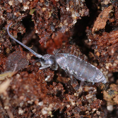 Pogonognathellus flavescens