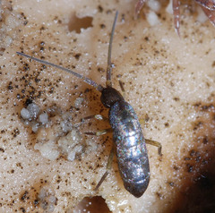 Pogonognathellus flavescens