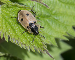 Dendroxena quadrimaculata