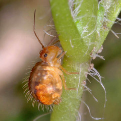 Sminthurus maculatus