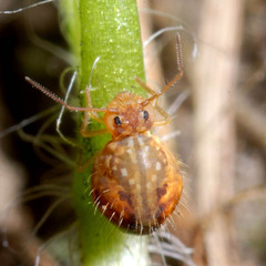 Sminthurus maculatus