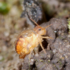 Sminthurus maculatus