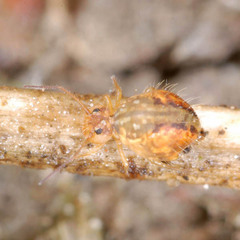 Sminthurus maculatus