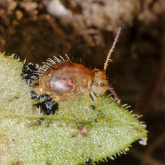 Sminthurus maculatus