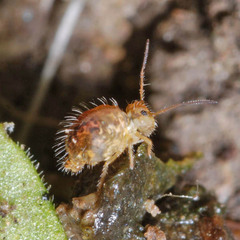 Sminthurus maculatus