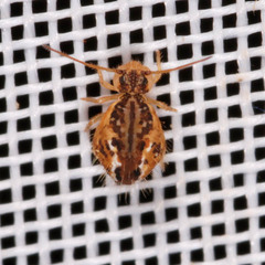 Sminthurus maculatus