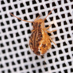 Sminthurus maculatus