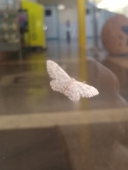 Idaea incisaria