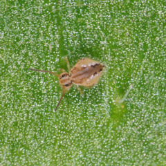 Sminthurus maculatus