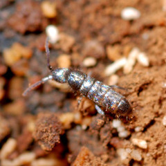 Tomoceridae