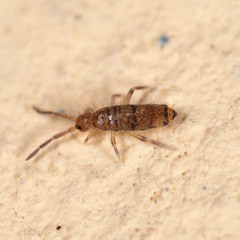 Willowsia nigromaculata