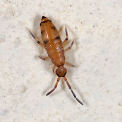 Willowsia nigromaculata