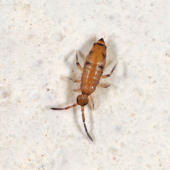Willowsia nigromaculata