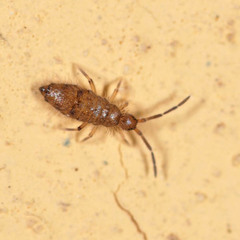 Willowsia nigromaculata