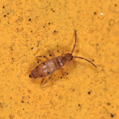 Willowsia nigromaculata