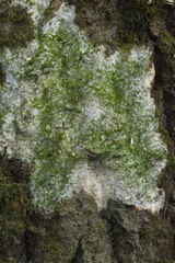 Rigidoporus corticola