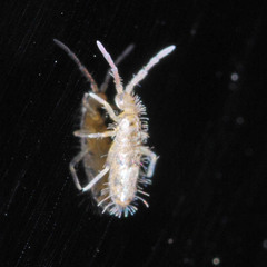 Willowsia nigromaculata