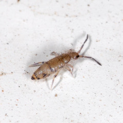 Willowsia nigromaculata