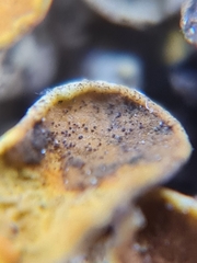 Xanthoriicola physciae