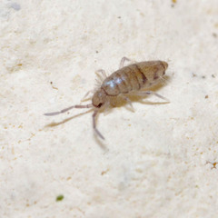 Willowsia nigromaculata