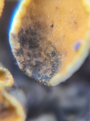 Xanthoriicola physciae