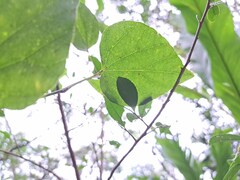 Pericampylus glaucus