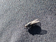 Symphoromyia
