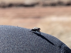 Symphoromyia