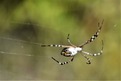 Argiope florida