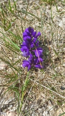 Polygala microphylla