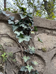Hedera nepalensis