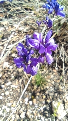 Polygala microphylla
